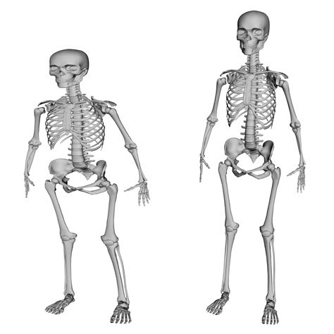 6.2 Skeletons .